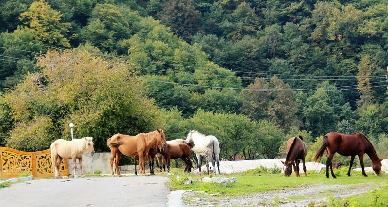 The horses of Azerbaijan